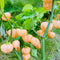 7 Pot Smooth Peach